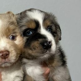 Miniature Australian Shepherds from Austin Aussies by Jody