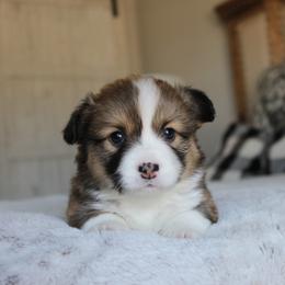 Daisy (fluffy) - Red female Pembroke Welsh Corgi puppy in Goliad, Texas from Rogers’ Fluffy Butt Corgis