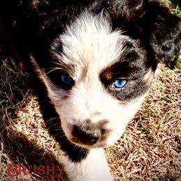 BRUSHY CREEKS QUEST - Black tri-color female Australian Shepherd puppy in Red Oak, Texas from Brushy Creek Aussies & Mini Aussies
