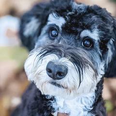 Roland - Golden Mountain Dog