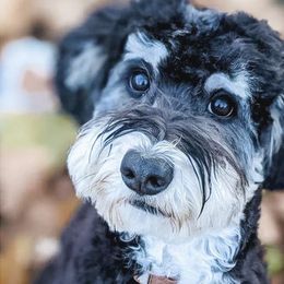 Roland - Golden Mountain Dog