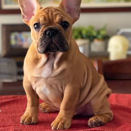 French Bulldog Puppies from Von Bales French Bulldogs