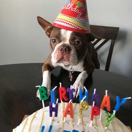 Boston Terrier and Rottweiler Puppies from Ronnie Dreher's Boston Terriers