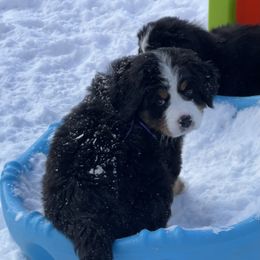 Bernese Mountain Dog Puppies from Breaking Trail Berners