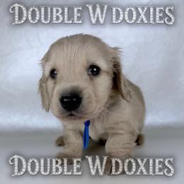 Boo - Cream male Dachshund puppy in Alto, Texas from Double W Doxies