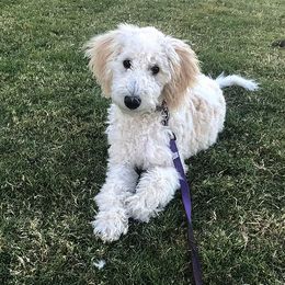Goldendoodles and Labradoodles from DJ’s Doodles