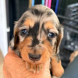 Dapple female - Black and tan female Dachshund puppy in Medina, Ohio from STORIED DOXIES