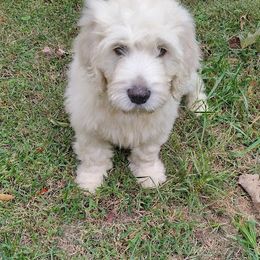 Goldendoodle Puppies from SUPERDog Doodles