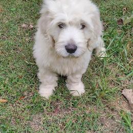 Goldendoodle Puppies from SUPERDog Doodles