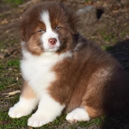 Marche - Red tri-color male Australian Shepherd puppy in Easton, Missouri from MMA Kennel