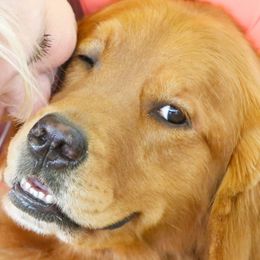 Golden Retrievers from TopSpin Goldens