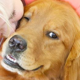 Golden Retrievers from TopSpin Goldens