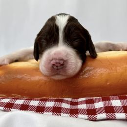 Bacon - Liver and white English Springer Spaniel puppy in Salem, Oregon from Ivy Hill English Springer Spaniels