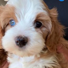 King - Red male Cavapoo puppy in Yuciapa, California from AlltheDoodlez_