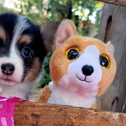 Pink camo girl - Black and tan female Pembroke Welsh Corgi puppy in Cherokee, Oklahoma from MCS Farms-OK
