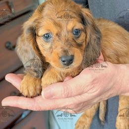 Mr. Green-3400 - Dapple male Dachshund puppy in Sparr, Florida from From the Heart Doxies