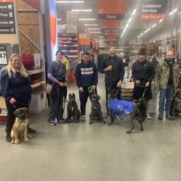 Cane Corso Puppies from Ironhide Cane Corso Italiano Kennels