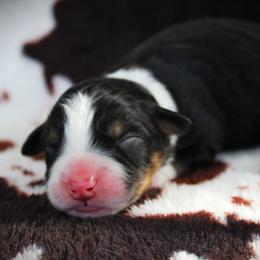 Gunner - Black tri male Miniature Australian Shepherd puppy in Menomonee Falls, Wisconsin from Hunt N Oaks