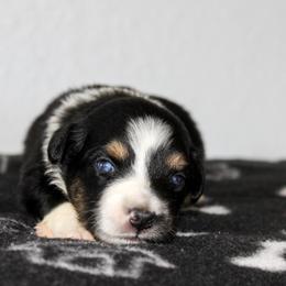 Dixie - Black tri-color female Australian Shepherd puppy in Crane, Missouri from Westrip Angus & Aussies