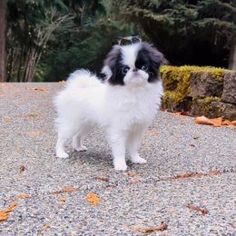 Girl 3 - White and black female Japanese Chin puppy in Snohomish, Washington from Musashi Japanese Chin