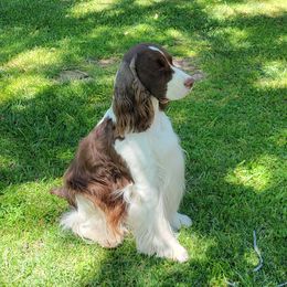 Caspian - English Springer Spaniel
