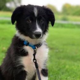 Miniature Australian Shepherds and Toy Australian Shepherds from Blue Meadow Aussies