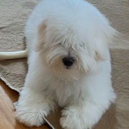 Biewer Terriers, Cotons de Tulear, Havanese, and Pugs from Liberty Show Dogs