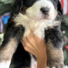 Bernese Mountain Dog and Cavalier King Charles Spaniel Puppies from Kiss A Doodlez