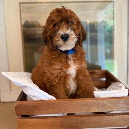 Boy 1 - Red  male Poodle puppy in Wisconsin Rapids, Wisconsin from Clementi Pearl Golden and Poodle