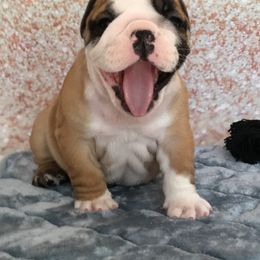 English Bulldog Puppies from My Gang Bulldogs
