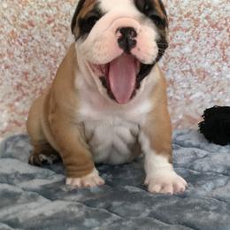 English Bulldog Puppies from My Gang Bulldogs
