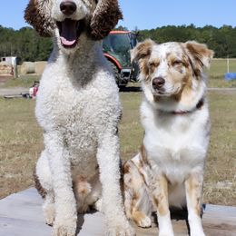 Aussiedoodle Puppies from Gore Doodle Ranch