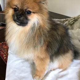 Khloe - Pomeranian