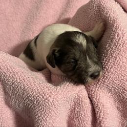 Girl 1 - Parti female Miniature Schnauzer puppy in Dunlap, Tennessee from Beards of Glory