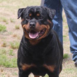 Rottweilers from Winters Rotties