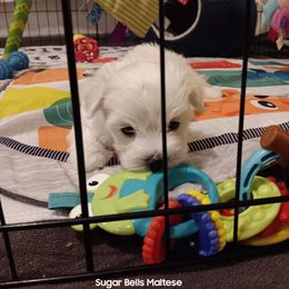 Maltese Puppies from SugarBellsMaltese
