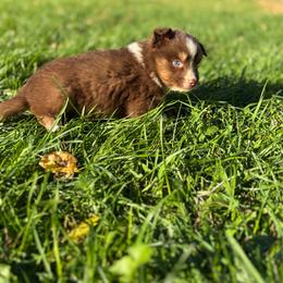 Rose Lake - Red & white female Miniature Australian Shepherd puppy in Priest River, Minnesota from Offgrid Aussies