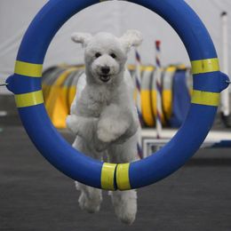 Poodle All Grown Up from Illini Spirit Standard Poodles