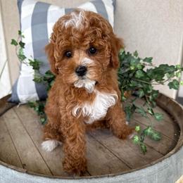Mookie - Gray - Red male Cavapoo puppy in South Jordan, Utah from Simply Sweet Paws. LLC