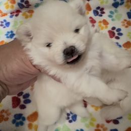 Girl 1 - White female Pomeranian puppy in Silver Springs, New York from Humehill