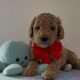 Red coller - Red  male Goldendoodle puppy in Pawtucket, Rhode Island from Ds_minidoodles