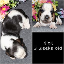 Boy 1 - Black brown and white Basset Hound puppy in Jacksboro, Texas from Basset Hounds of Jacksboro, Tx