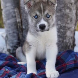 Iris - Agouti and white female Siberian Husky puppy in Wiscasset, Maine from Running with Huskies