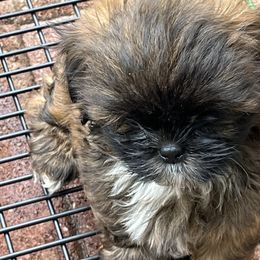 Girl 2crumpet - Red and tan female Shih Tzu puppy in St. Helena, California from Sattui little Shih Tzu of Napa Valley