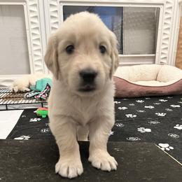 Blue collar - Light golden male Golden Retriever puppy in Ingleside, Texas from Sweetbay Goldens