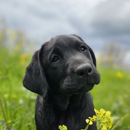 Labrador Retriever Puppies from Eternity Labradors