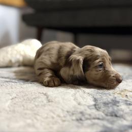 Heath - AKC - Chocolate and cream male Dachshund puppy in Sterling, Colorado from Country Chics Doxies