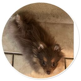 Pomeranian Puppies from Hummingbird & Fox