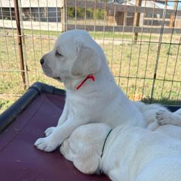 Boy 1 - Yellow male Labrador Retriever puppy in Hutto, Texas from Texas Bluebonnet Labs
