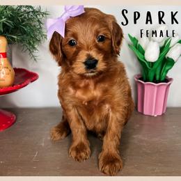 Sparkle - Red  female Goldendoodle puppy in Hilton, New York from The House of Goldendoodle